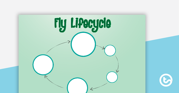 Go to Fly Life Cycle Sort Activity teaching resource