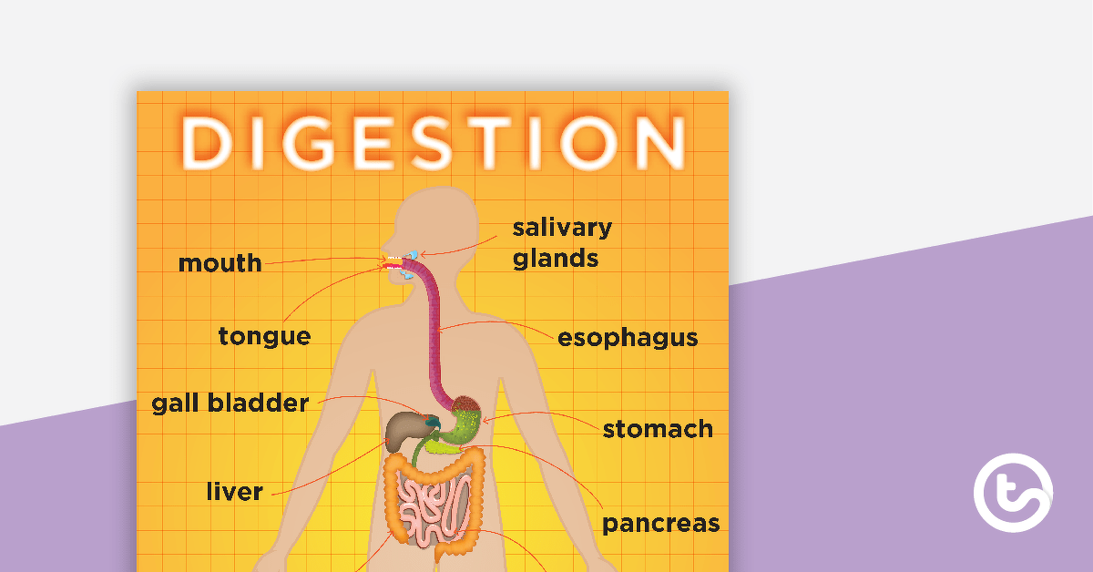 Digestive System Posters teaching-resource