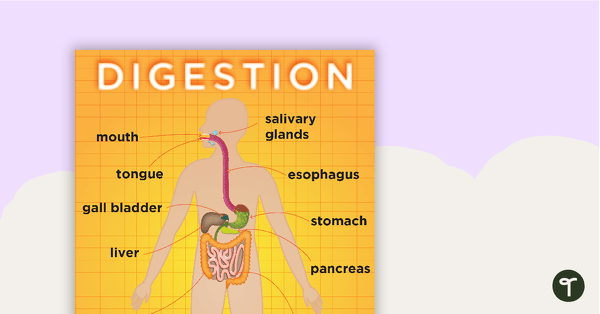 Go to Digestive System Posters teaching resource