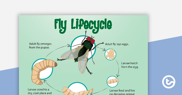 Go to Life Cycle of a Fly Poster teaching resource