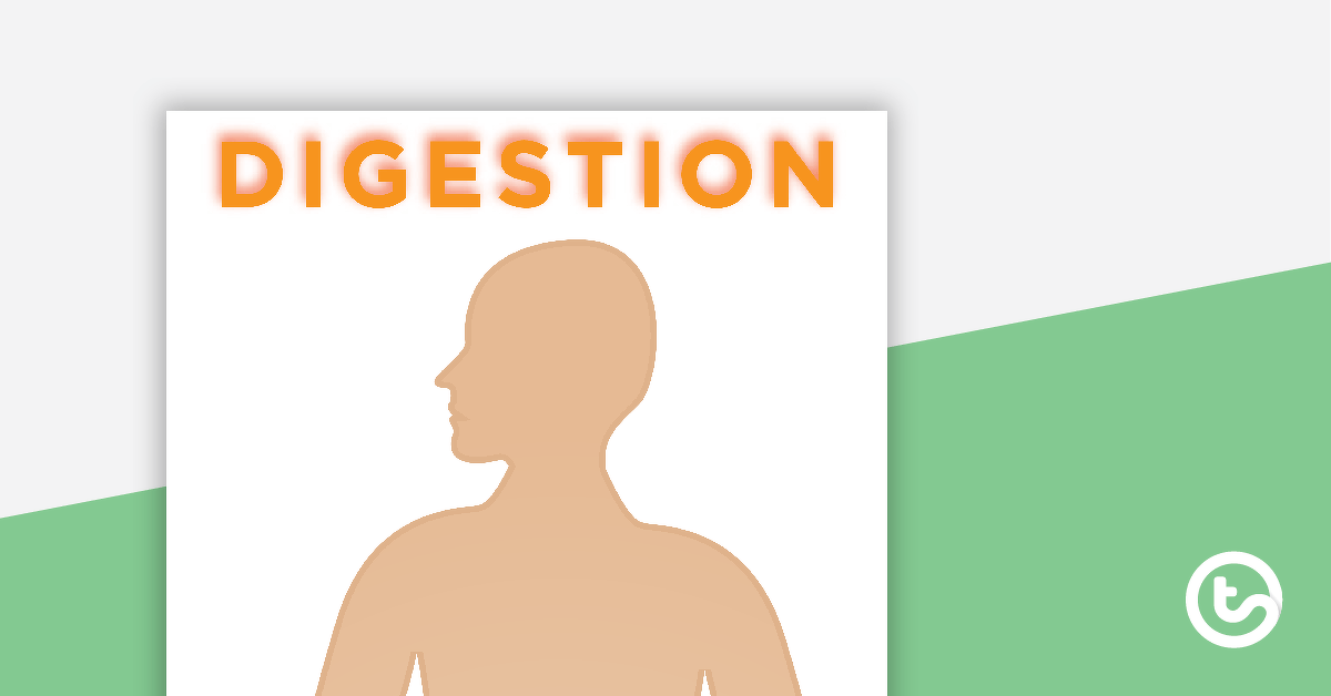 The Digestive System Match-Up Activity teaching-resource