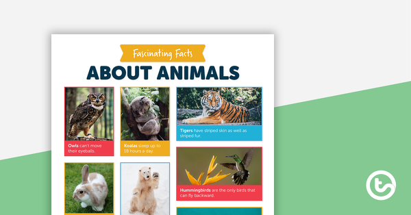 Go to Fascinating Facts About Animals – Comprehension Worksheet teaching resource