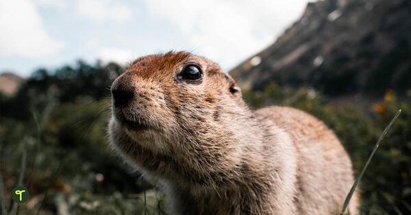 Go to 11 Groundhog Day Activities for Kids Plus Fun Groundhog Books for Your Classroom! blog