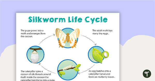 Go to Silkworm Life Cycle Poster teaching resource